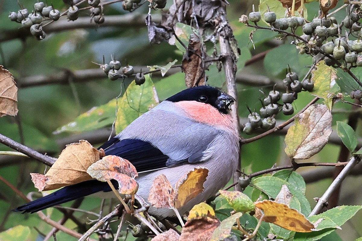 Ciuffolotto - ML646438534