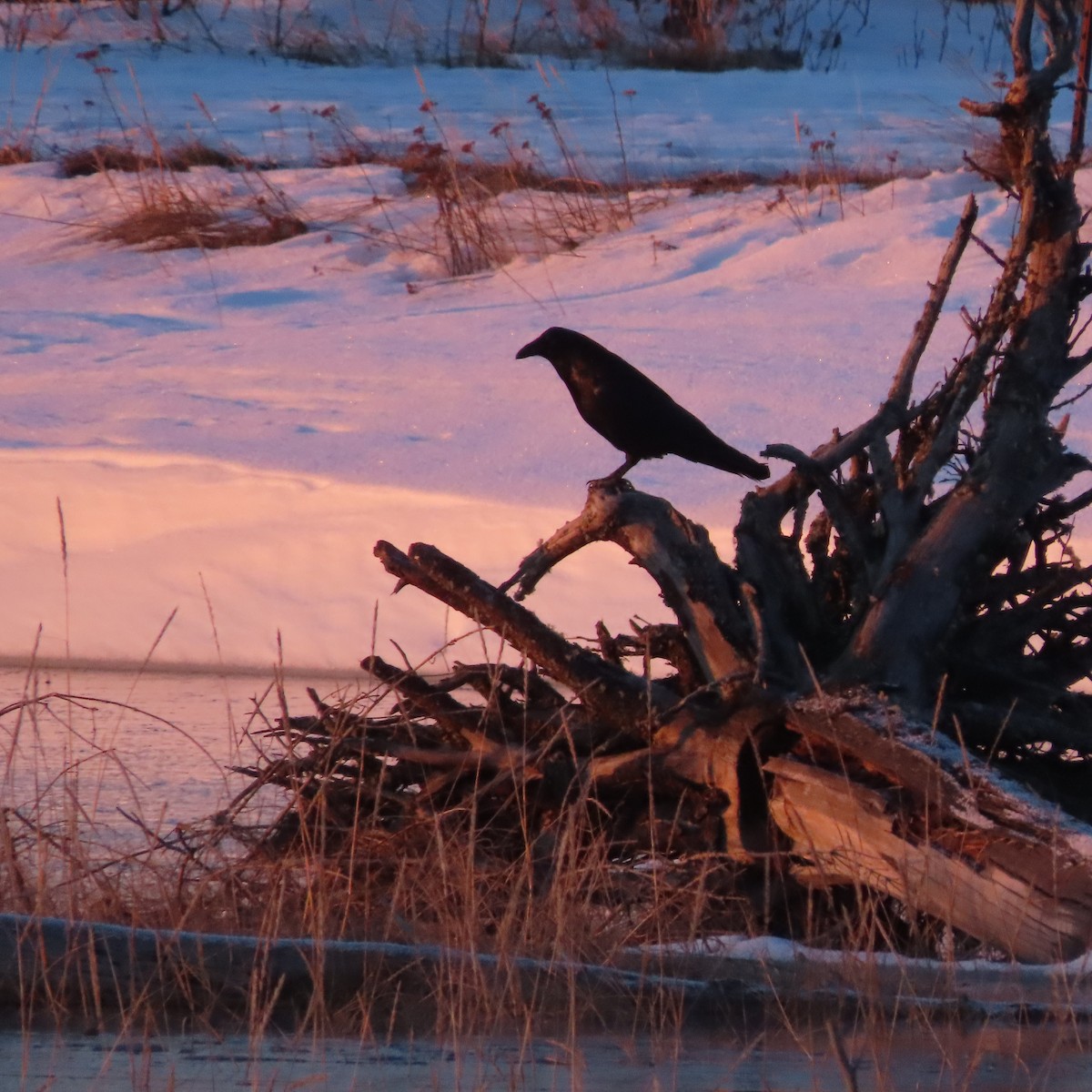 krkavec velký - ML646438536