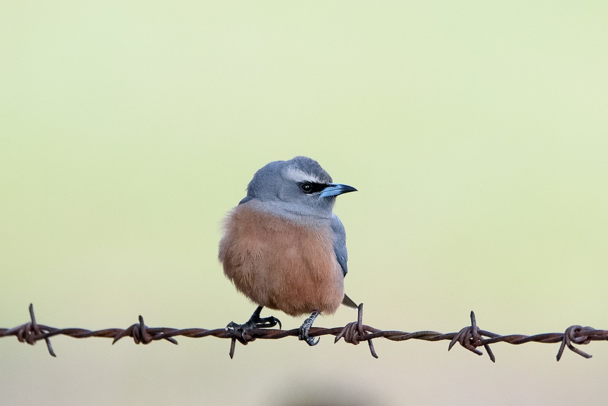 White-browed Woodswallow - ML646438537