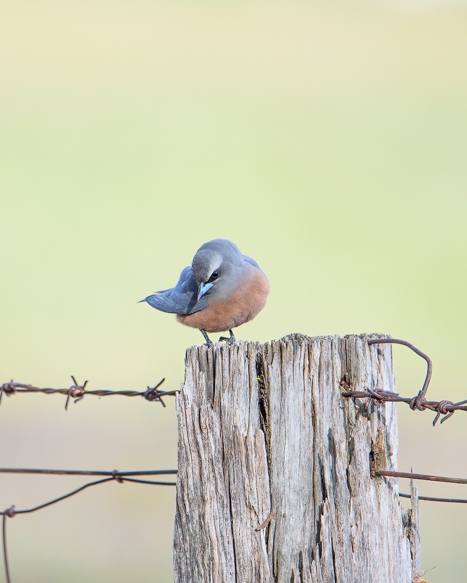 White-browed Woodswallow - ML646438538