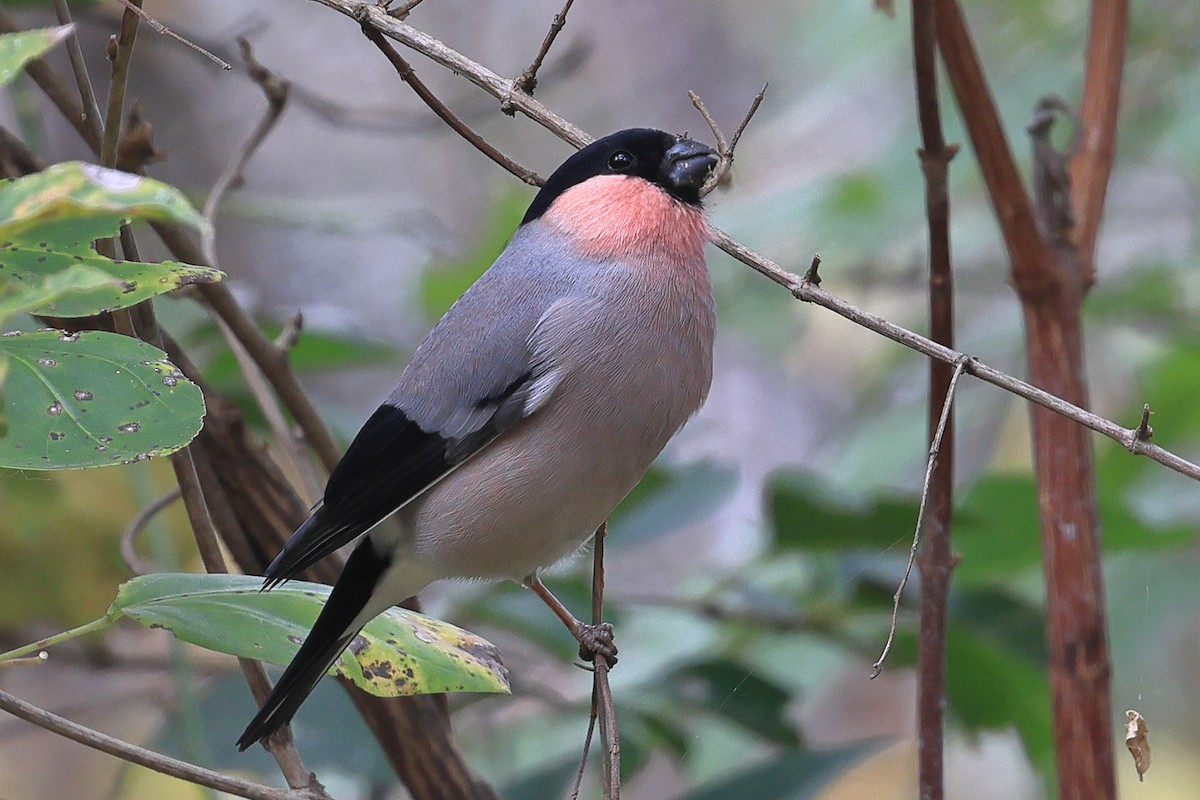 Ciuffolotto - ML646438540