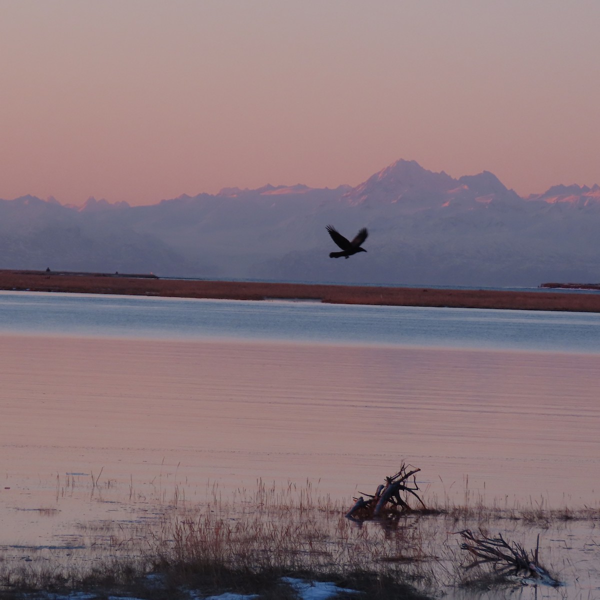 krkavec velký - ML646438541