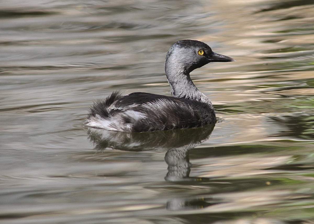 Least Grebe - ML646438542