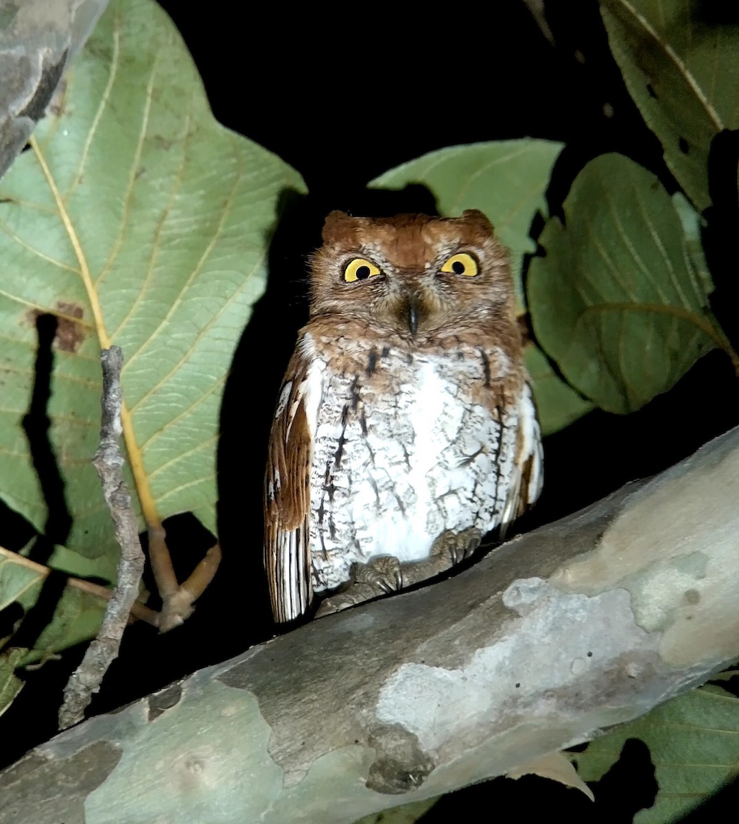 Oriental Scops-Owl - ML646438543
