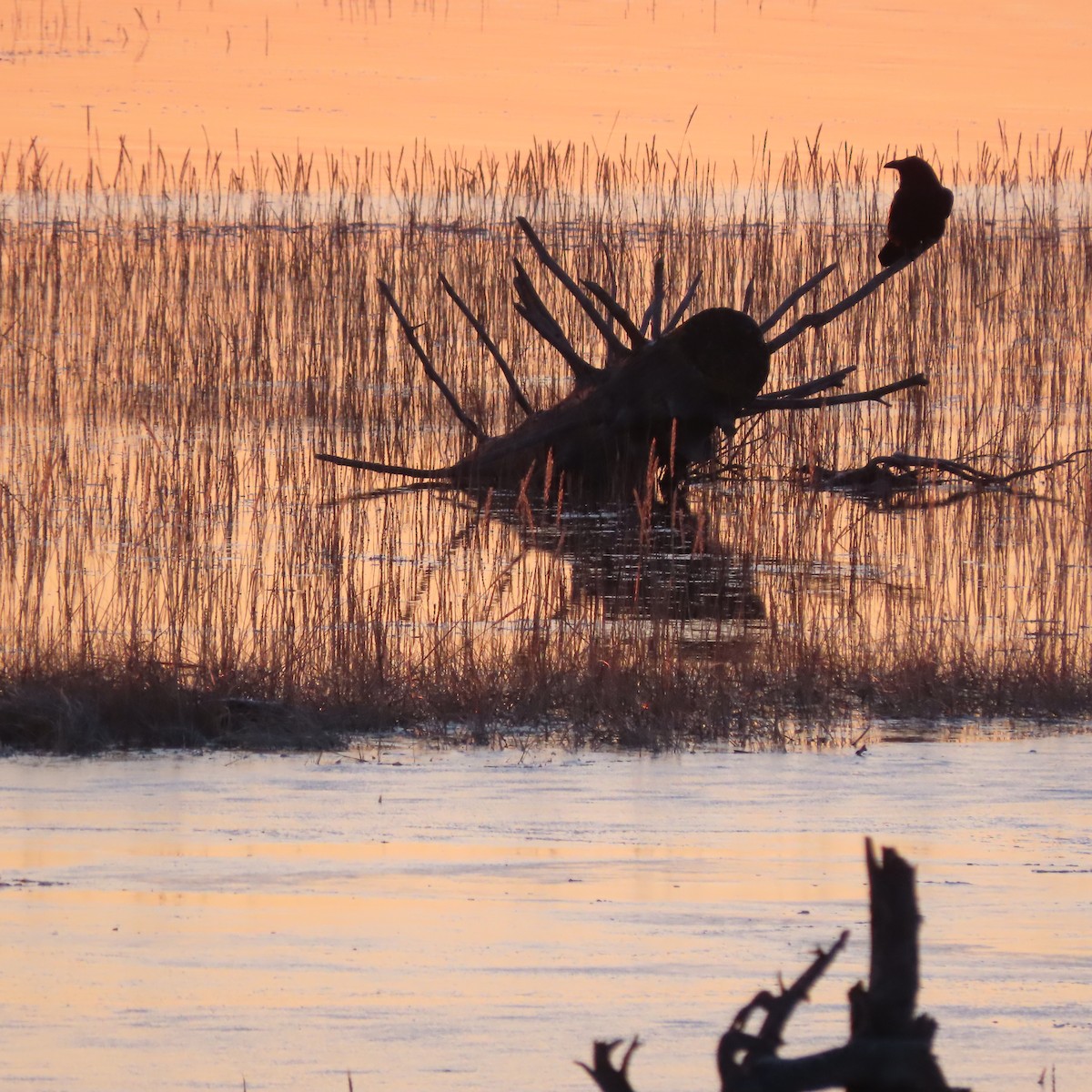 krkavec velký - ML646438544