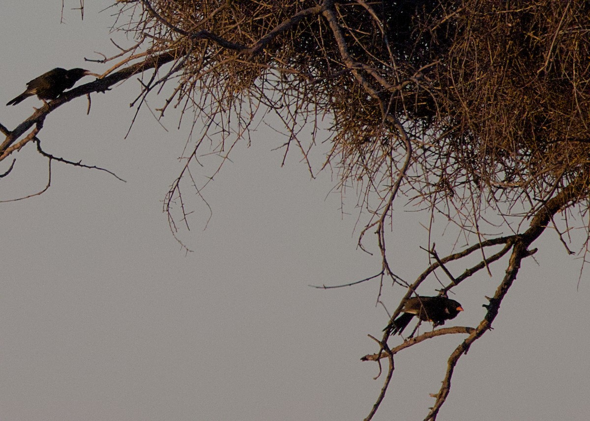 Red-billed Buffalo-Weaver - ML646438545
