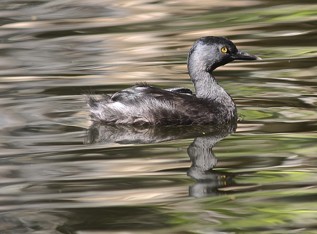 Least Grebe - ML646438546
