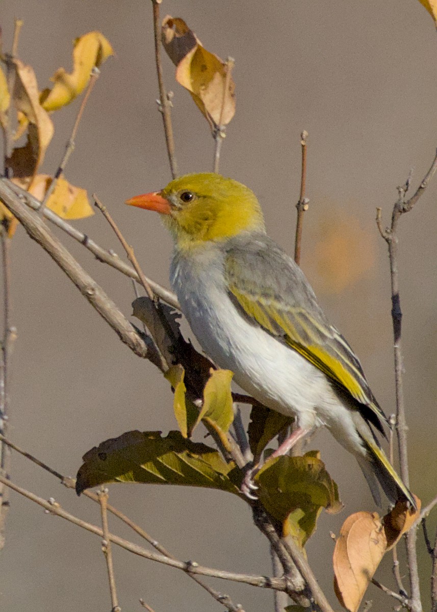 Red-headed Weaver - ML646438548