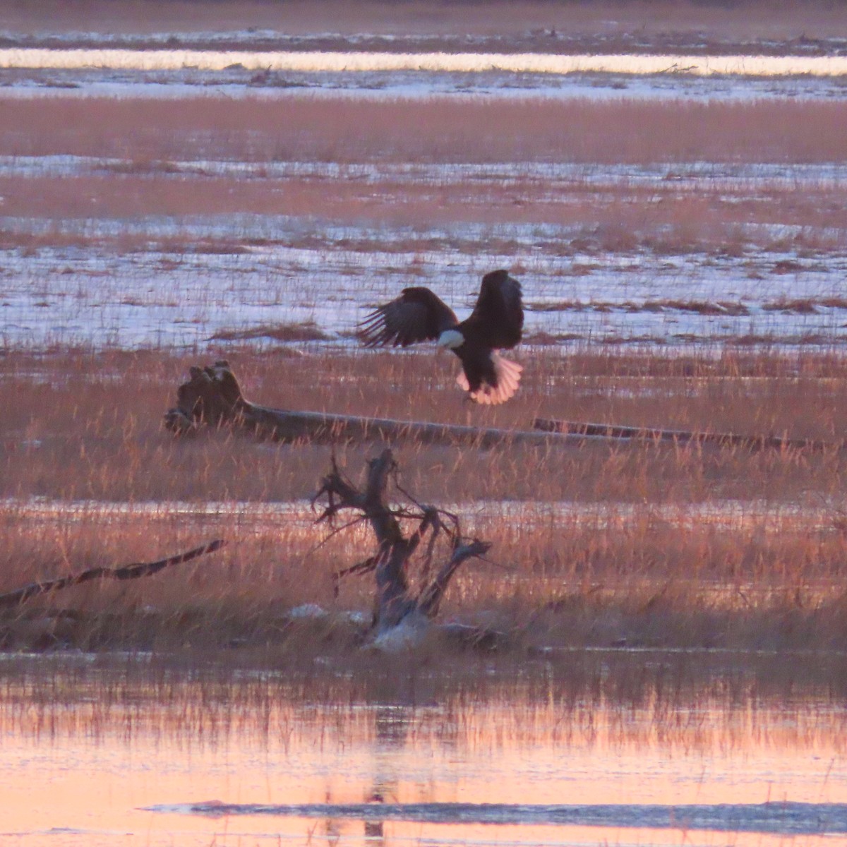 orel bělohlavý - ML646438549