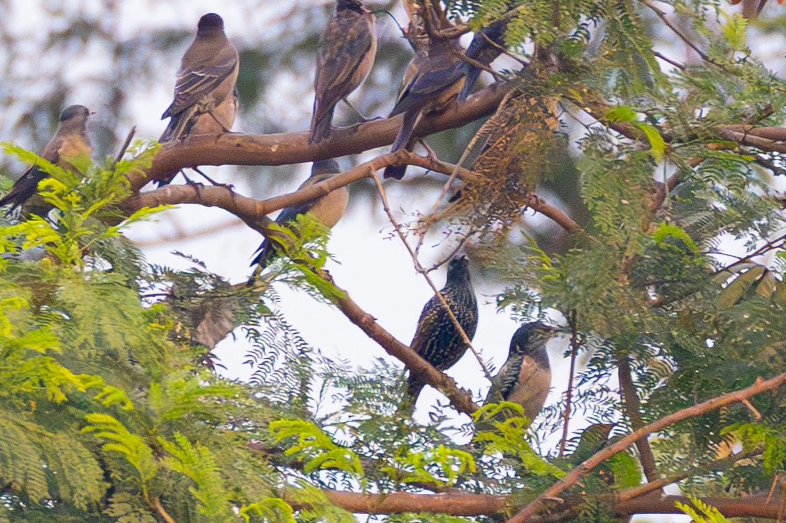 špaček obecný - ML646438550