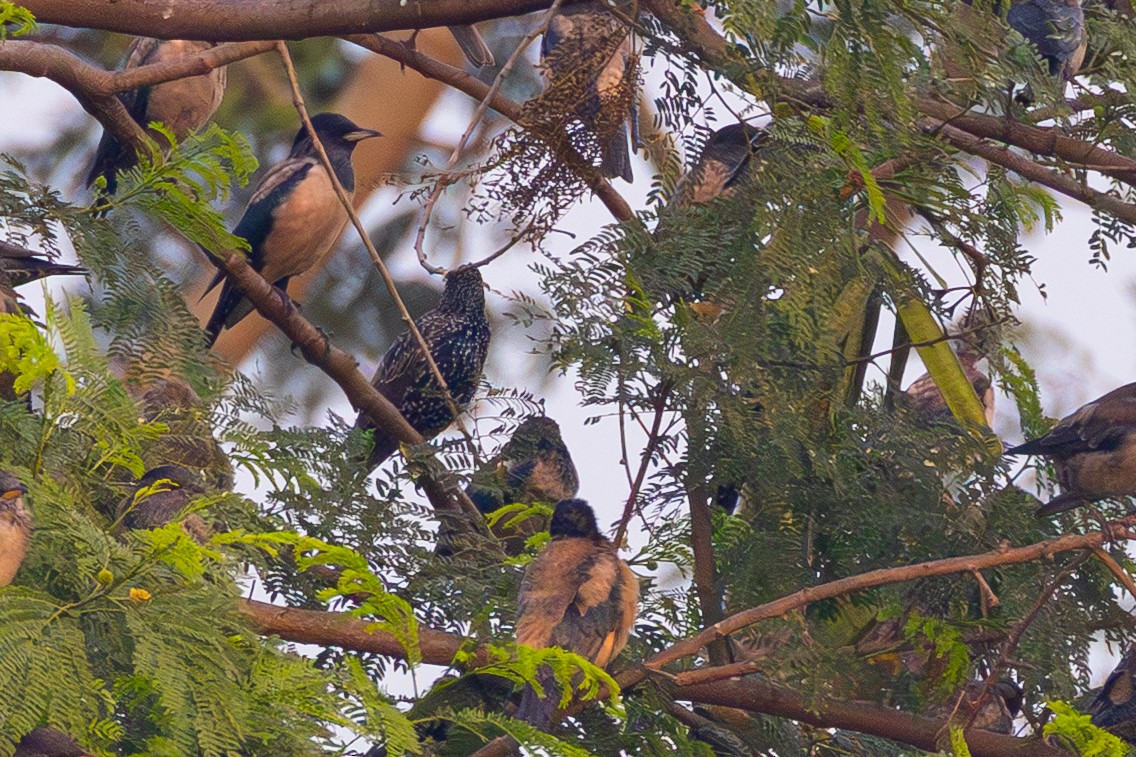 špaček obecný - ML646438552