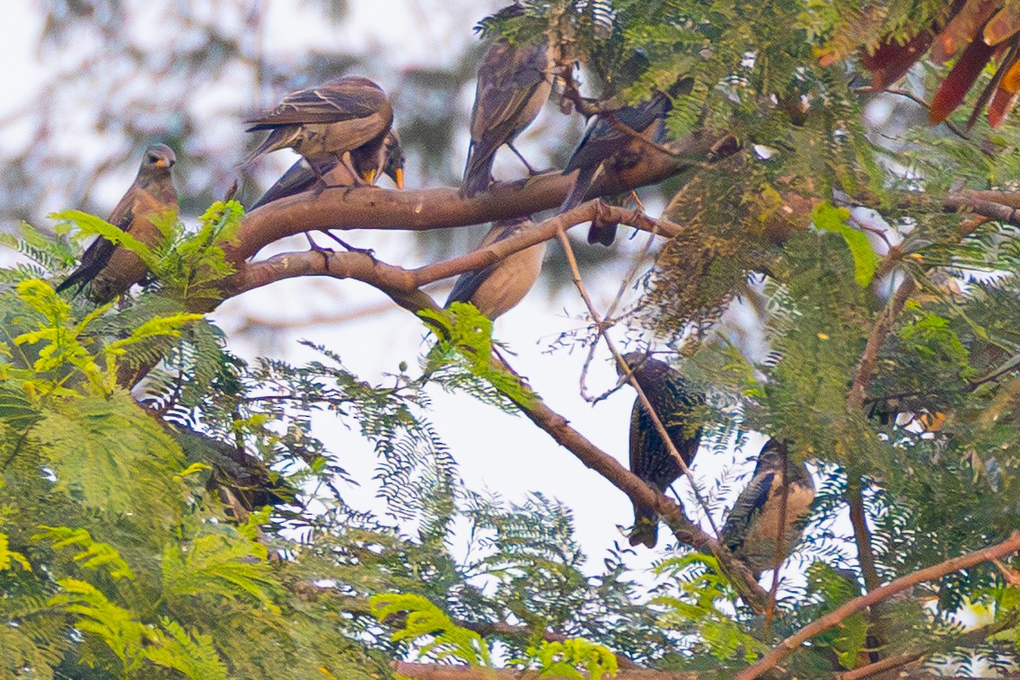 špaček obecný - ML646438553