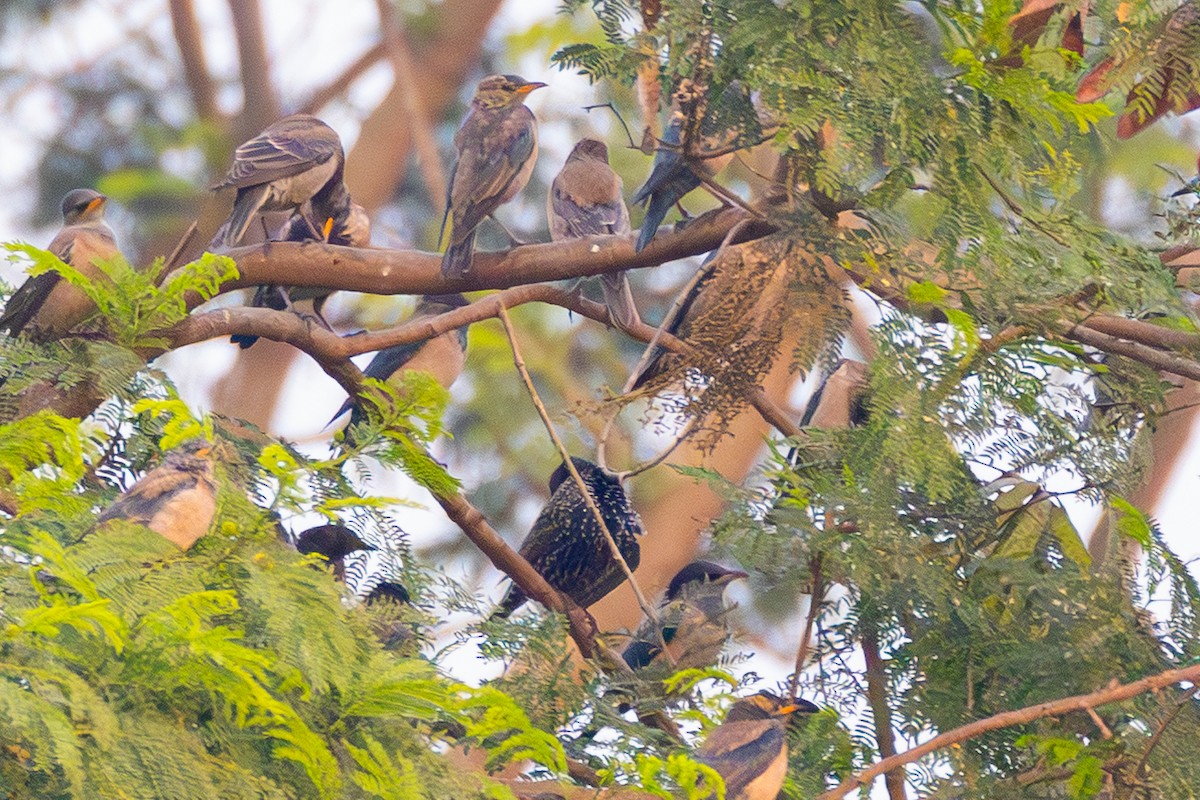 špaček obecný - ML646438554