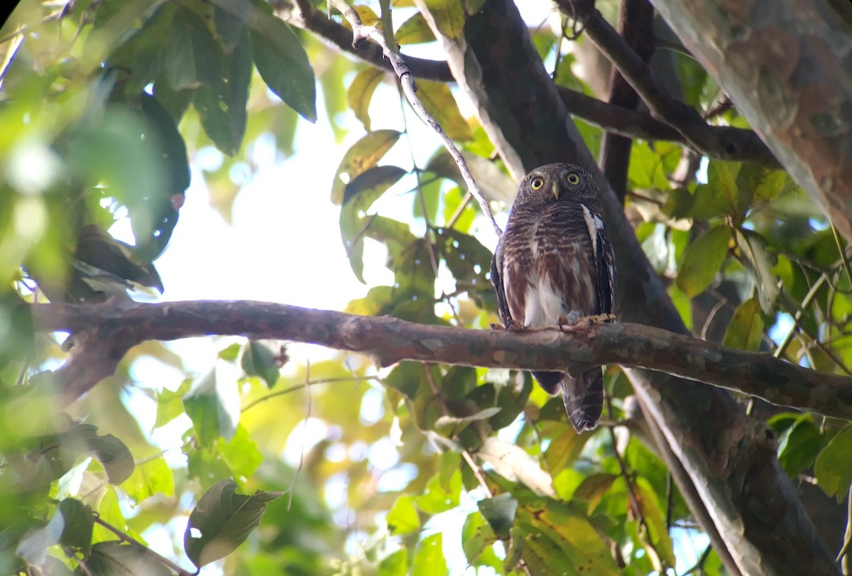 Asian Barred Owlet - ML646438556