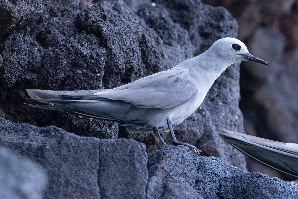 Gökçe Nodi - ML646438559