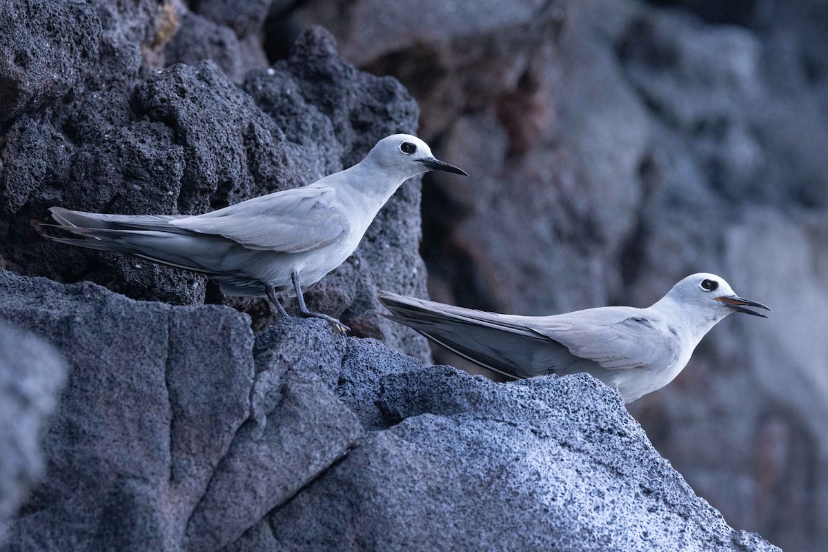 Gökçe Nodi - ML646438560