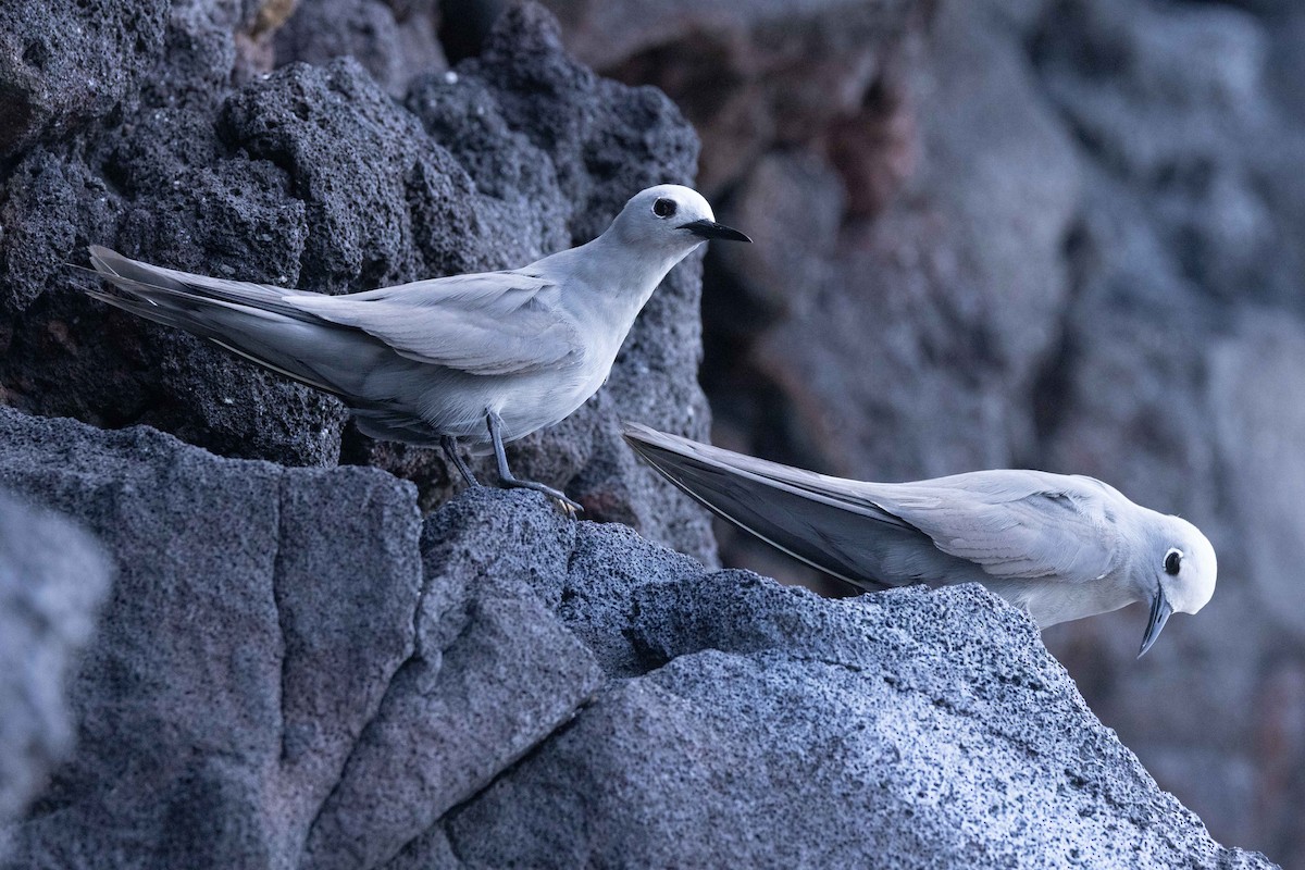 Gökçe Nodi - ML646438561