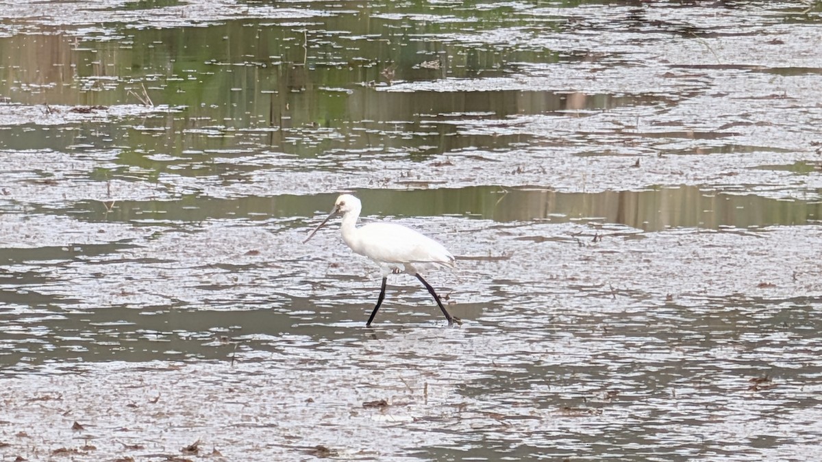 Eurasian Spoonbill - ML646438567