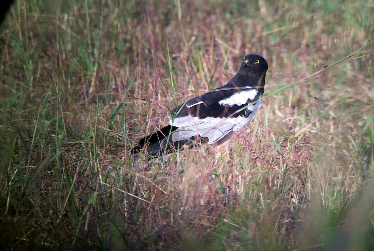 Pied Harrier - ML646438568