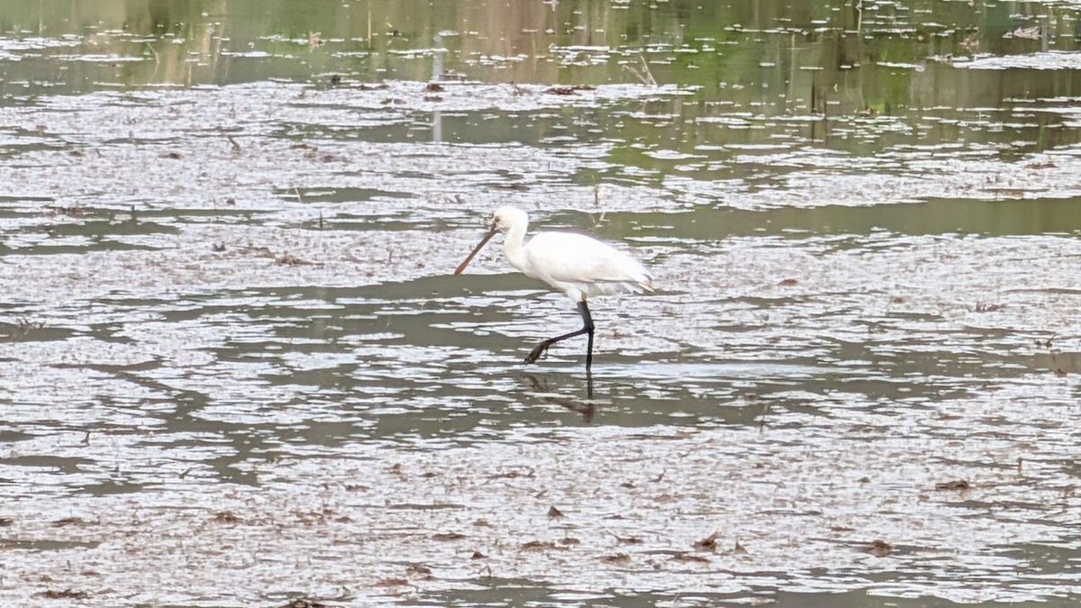 Eurasian Spoonbill - ML646438569
