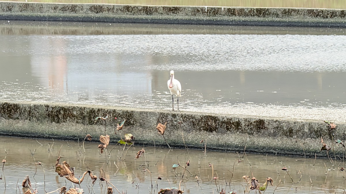 Eurasian Spoonbill - ML646438570