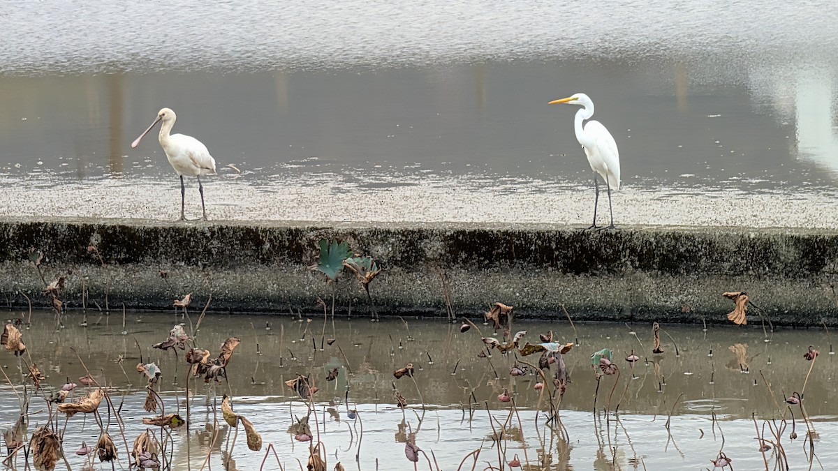 Eurasian Spoonbill - ML646438571