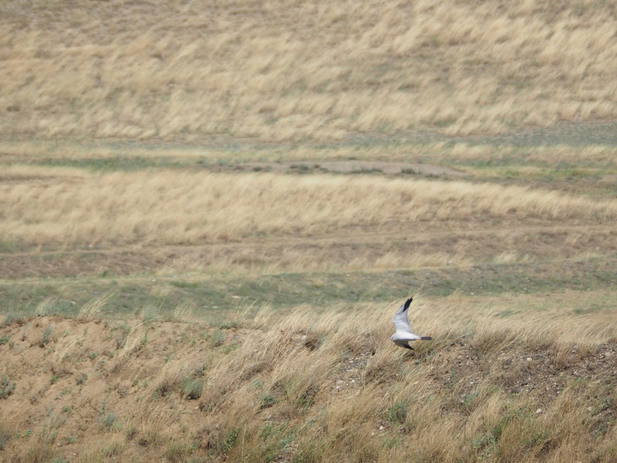 Хээрийн хулд - ML646438572