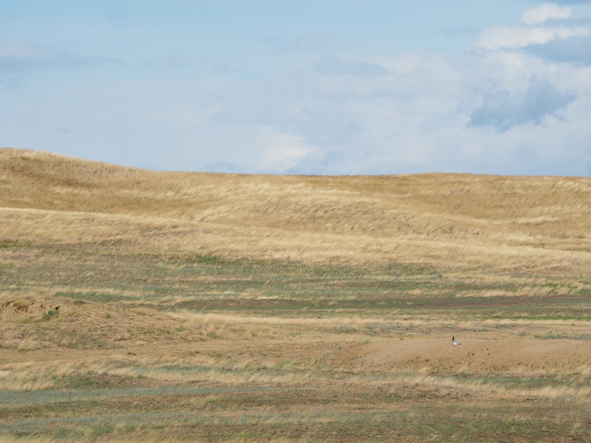 Хээрийн хулд - ML646438574