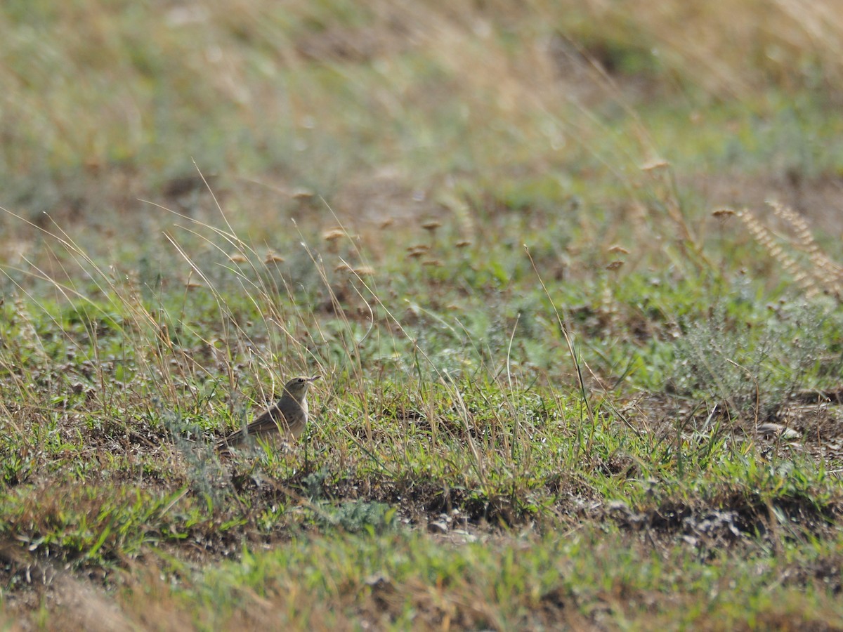 Талын шийхнүүхэй - ML646438576