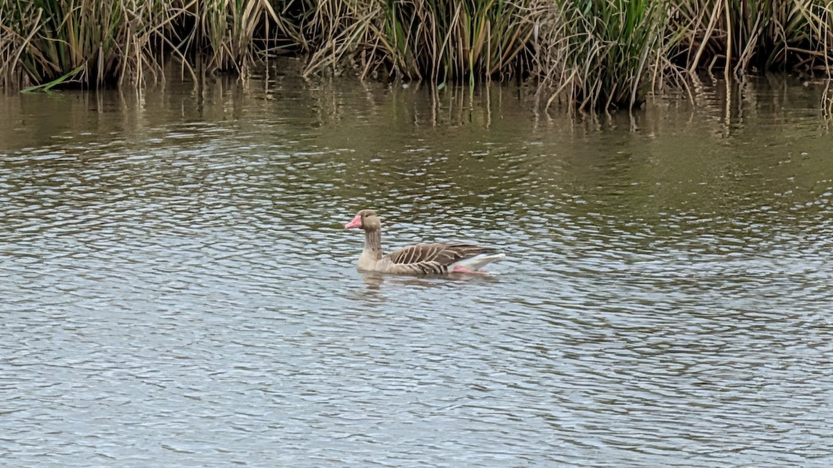 husa velká - ML646438578