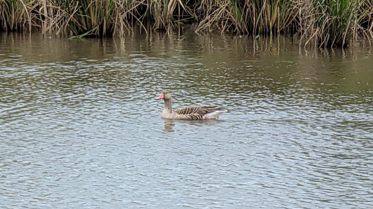 husa velká - ML646438579