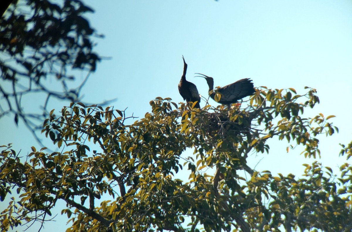 Giant Ibis - ML646438580