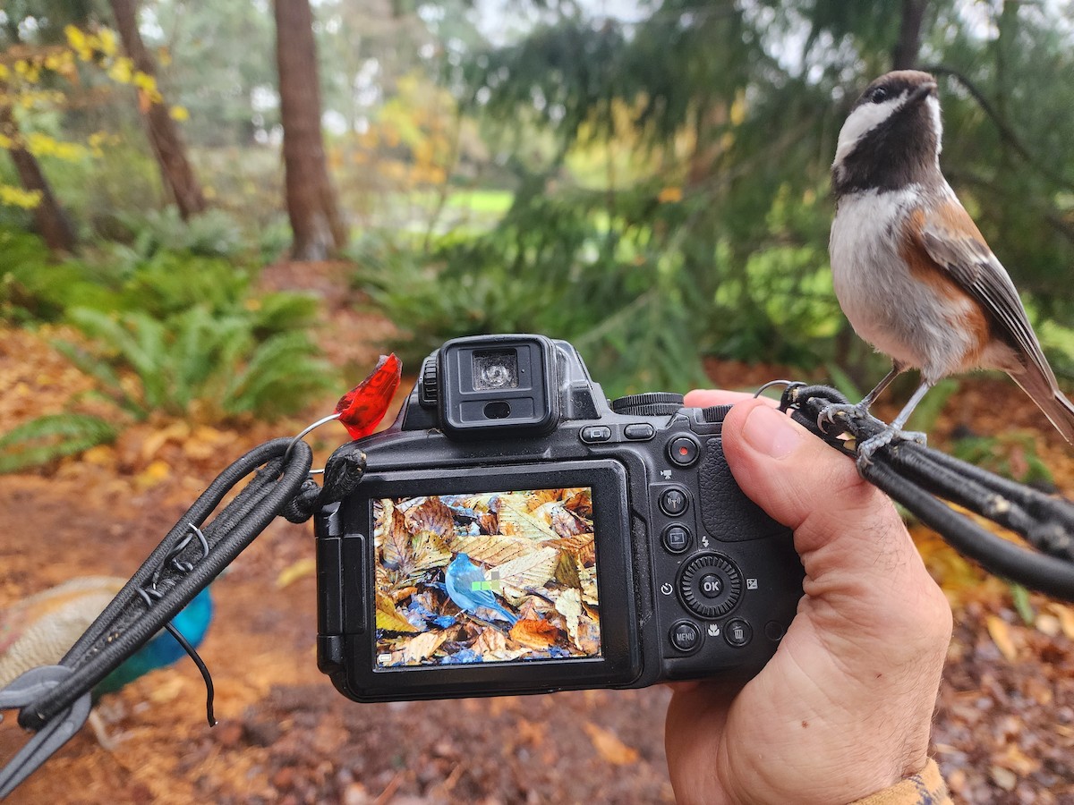 Chestnut-backed Chickadee - ML646438581