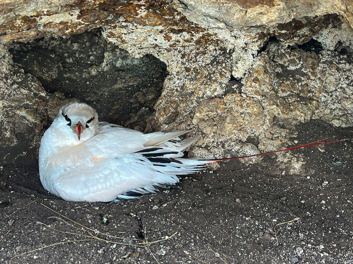 rødstjerttropikkfugl - ML646438585