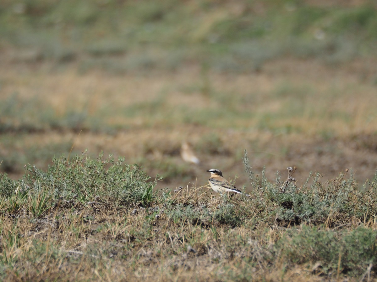 steinskvett - ML646438586