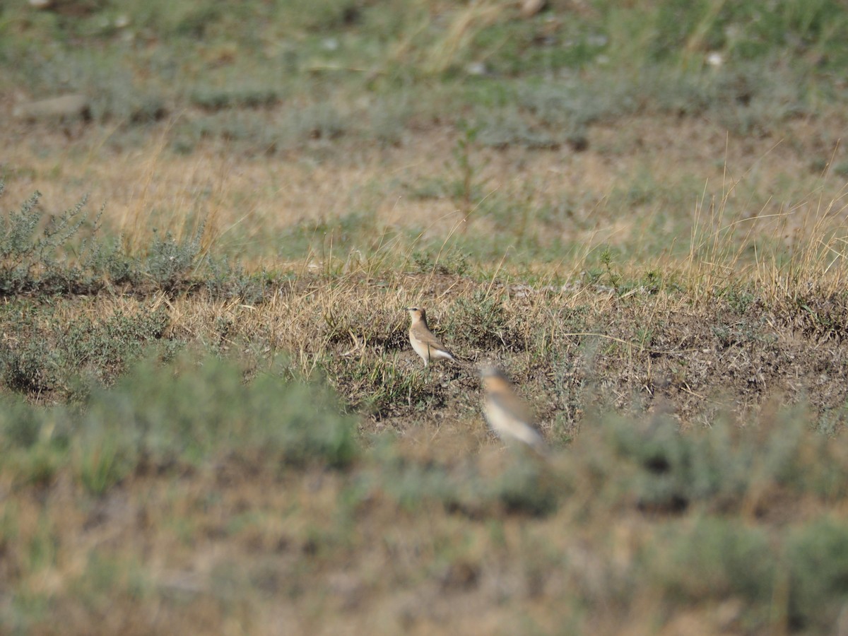 steinskvett - ML646438587