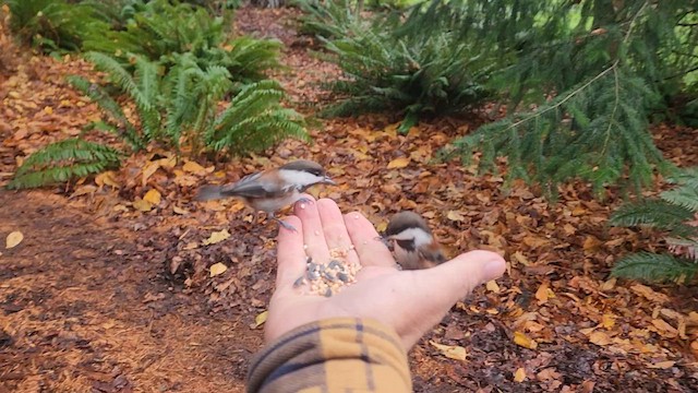 Каштановоспинная гаичка - ML646438588