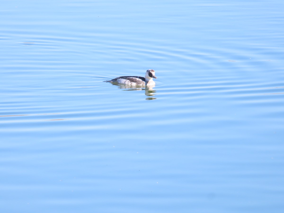 lappfiskand - ML646438589