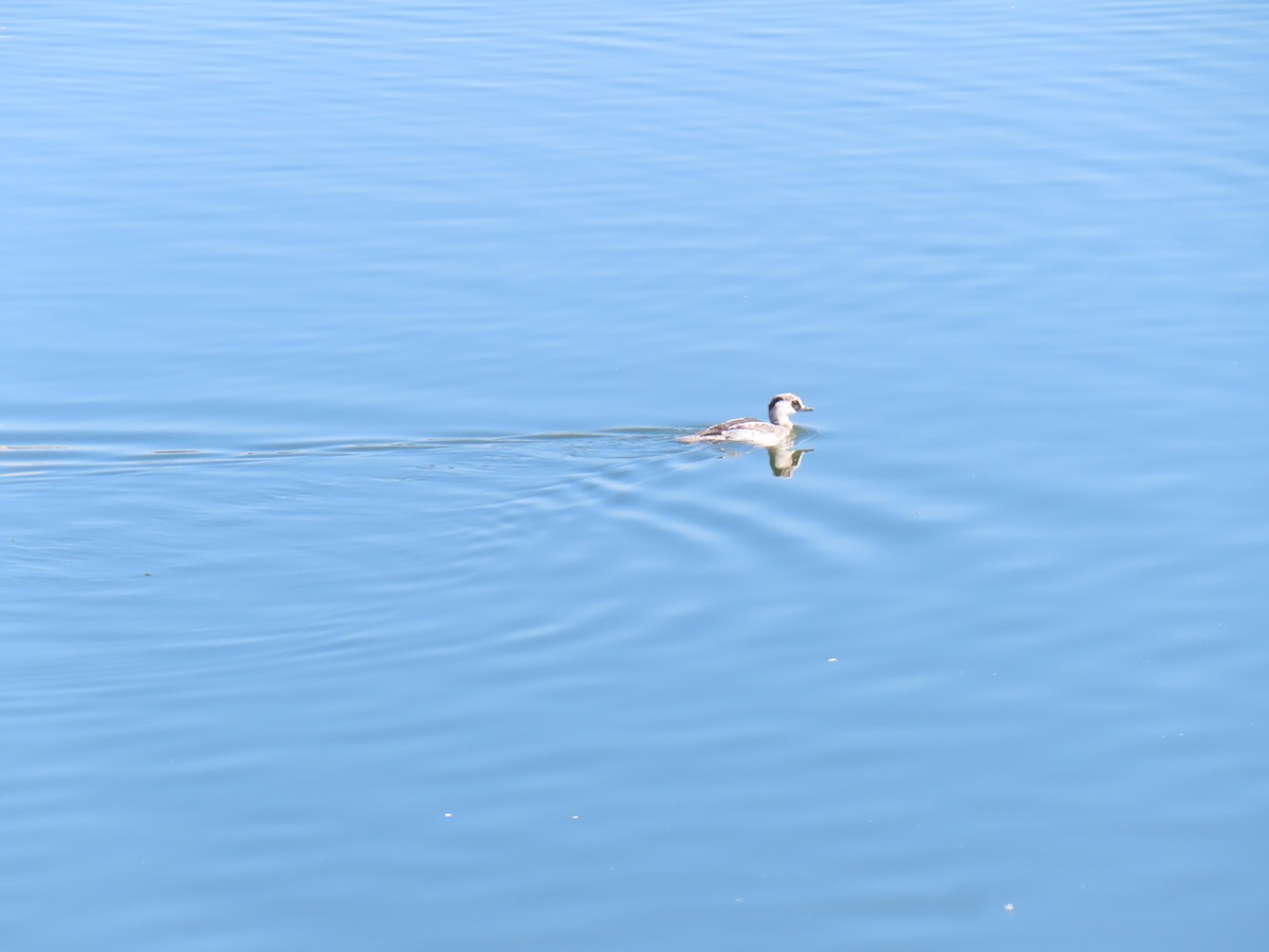 lappfiskand - ML646438590