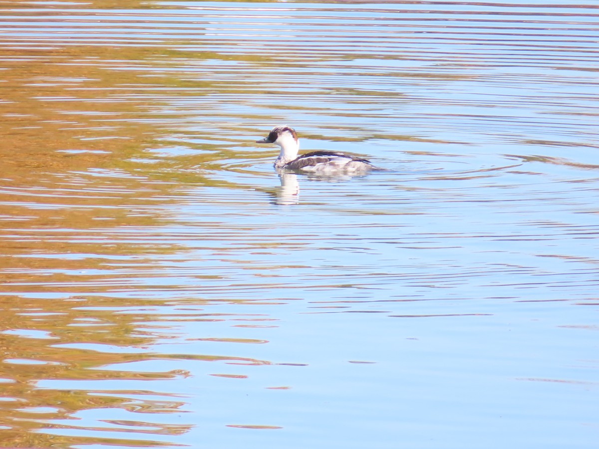 lappfiskand - ML646438591