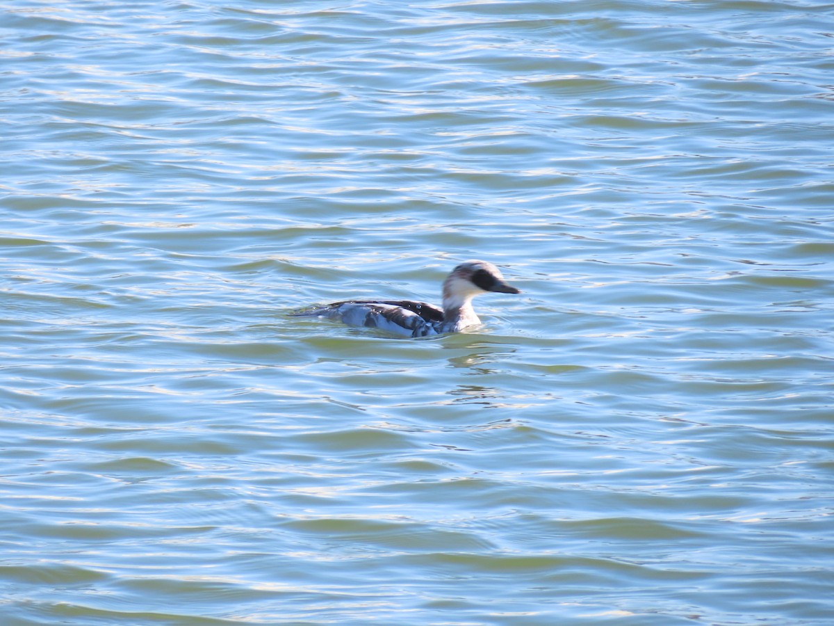 lappfiskand - ML646438592