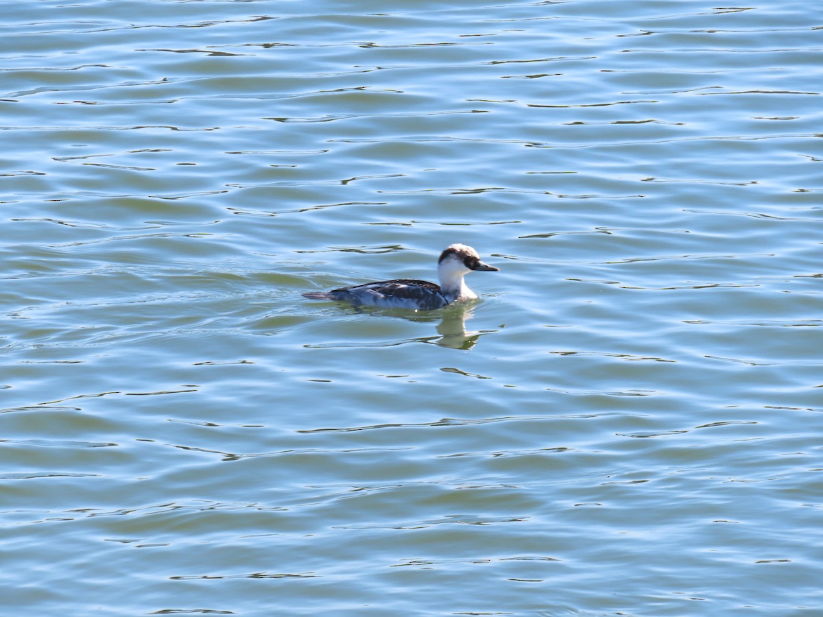 lappfiskand - ML646438593