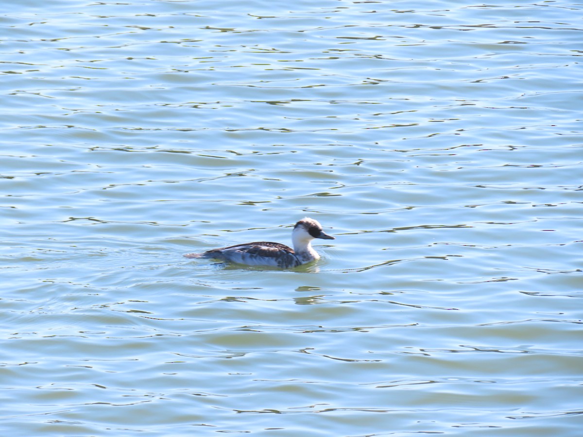 lappfiskand - ML646438594