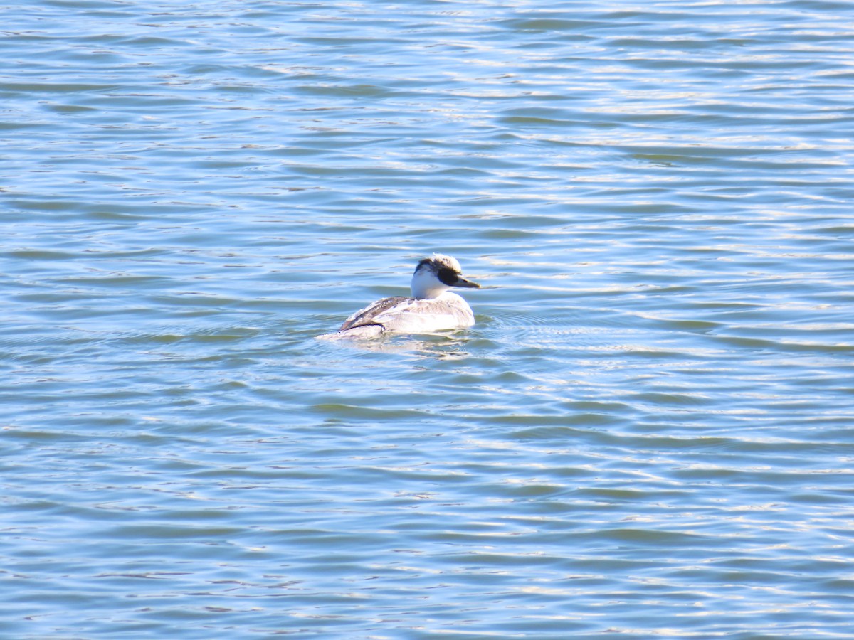 lappfiskand - ML646438595