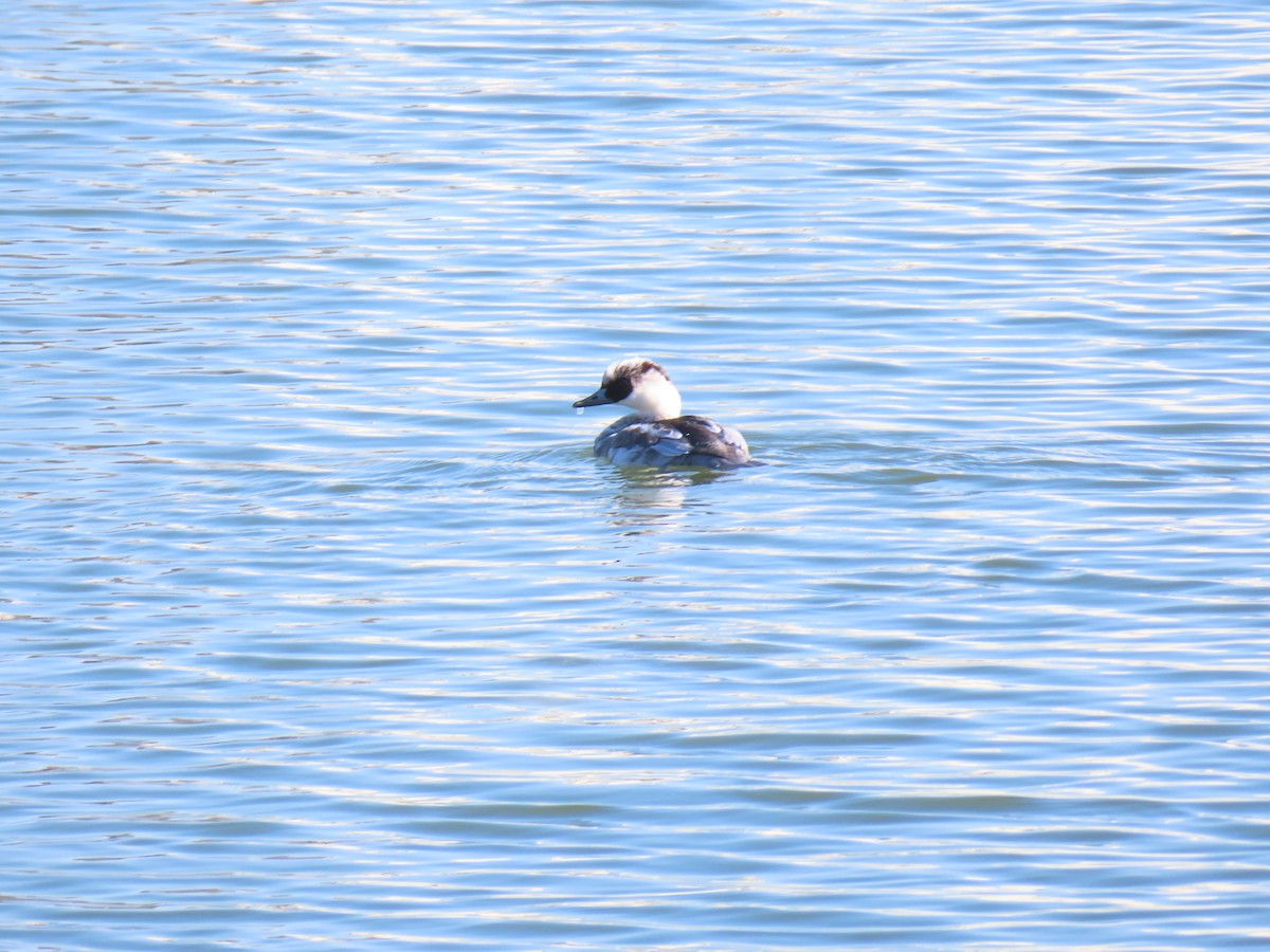 lappfiskand - ML646438596