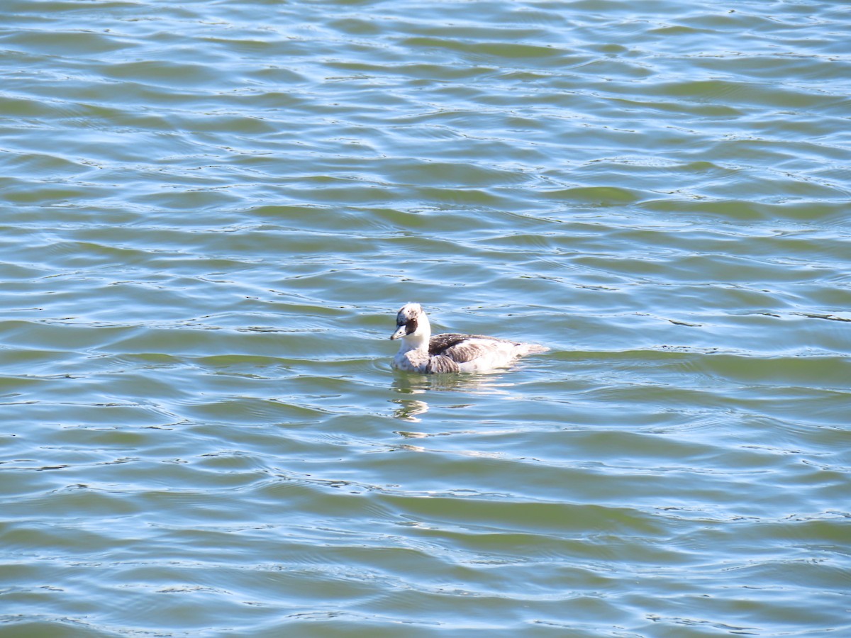 lappfiskand - ML646438597