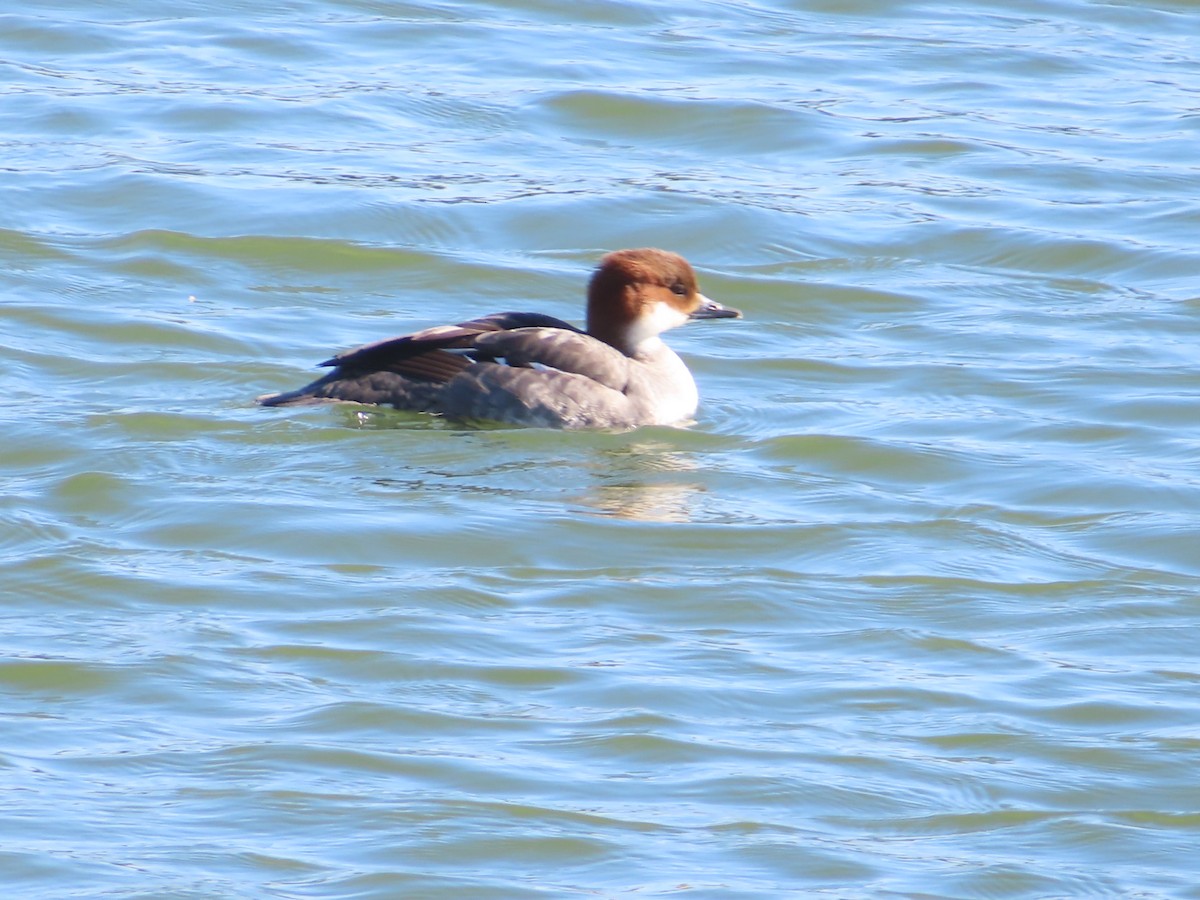 lappfiskand - ML646438598