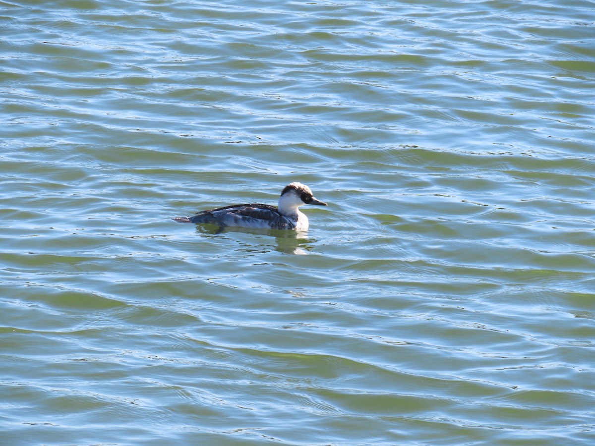 lappfiskand - ML646438599