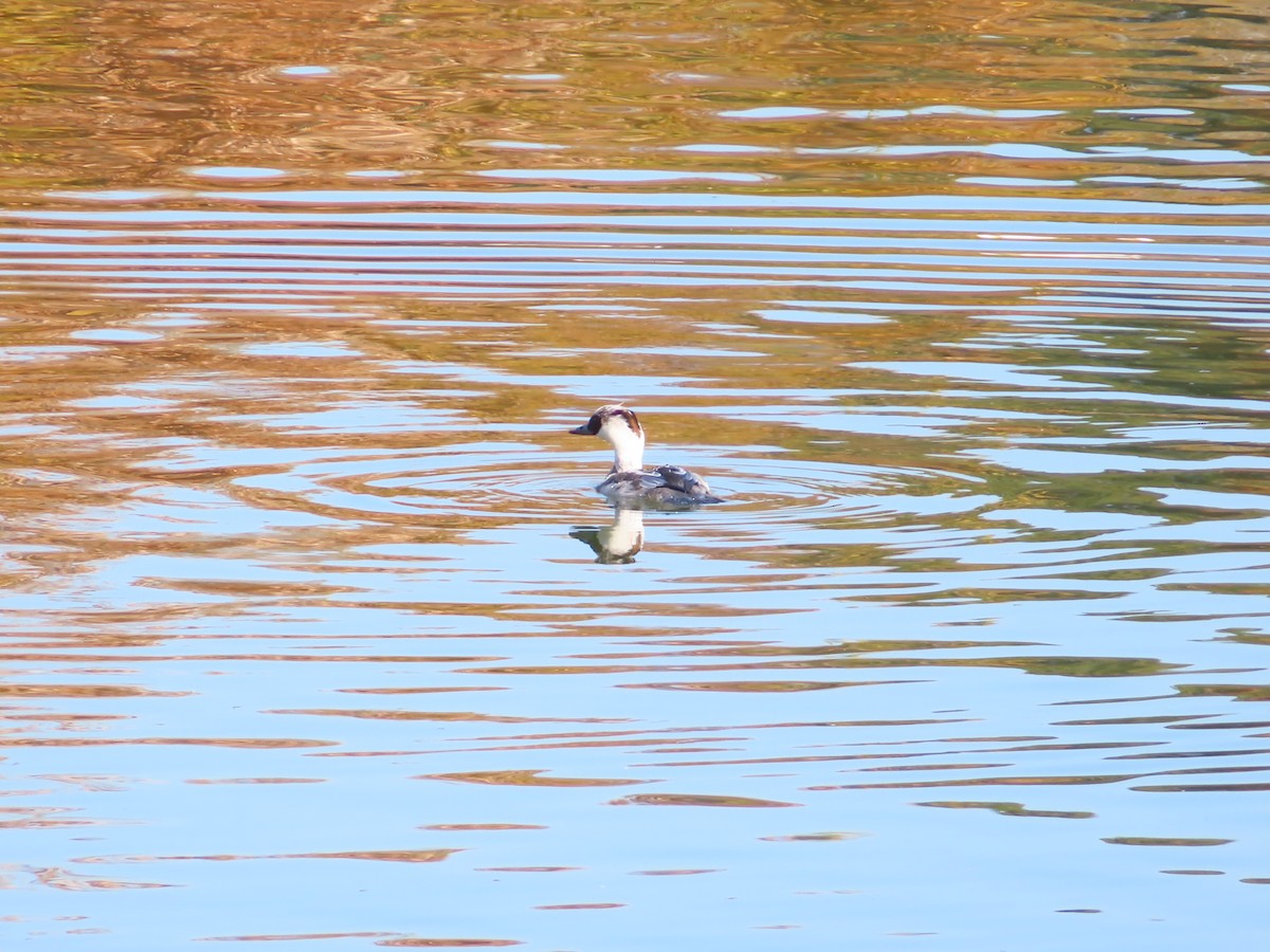 lappfiskand - ML646438600