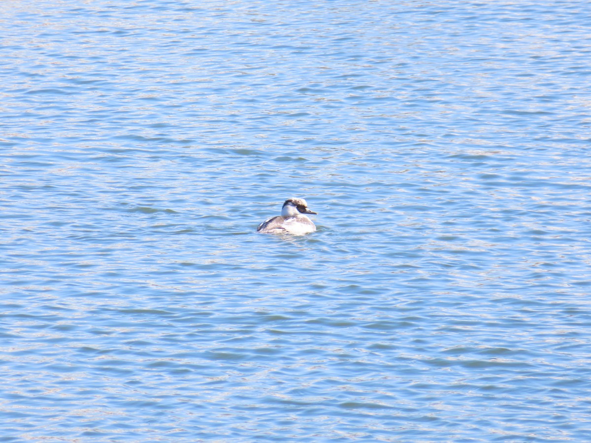 lappfiskand - ML646438601